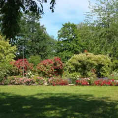En vacker park med blomstrande rosor och grönskande träd. Perfekt för avkoppling och aktiviteter i Eskilstuna för vuxna.