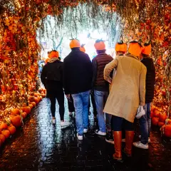 En grupp människor med pumphattar går genom en tunnel av höstlöv och ljusslingor, redo för stockholm halloween.