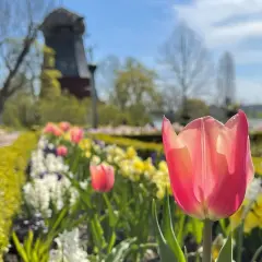 En rosa tulpan blommar i förgrunden vid Prins Eugens Waldemarsudde. I bakgrunden syns en väderkvarn och en vacker vårträdgård.