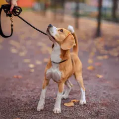 En person går med sin beagle i en park. Det är en dröm att få jobba med djur!