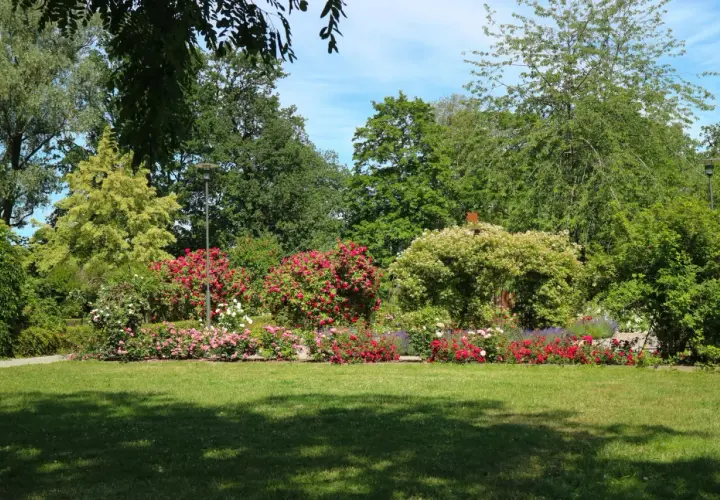 En vacker park med blomstrande rosor och grönskande träd. Perfekt för avkoppling och aktiviteter i Eskilstuna för vuxna.
