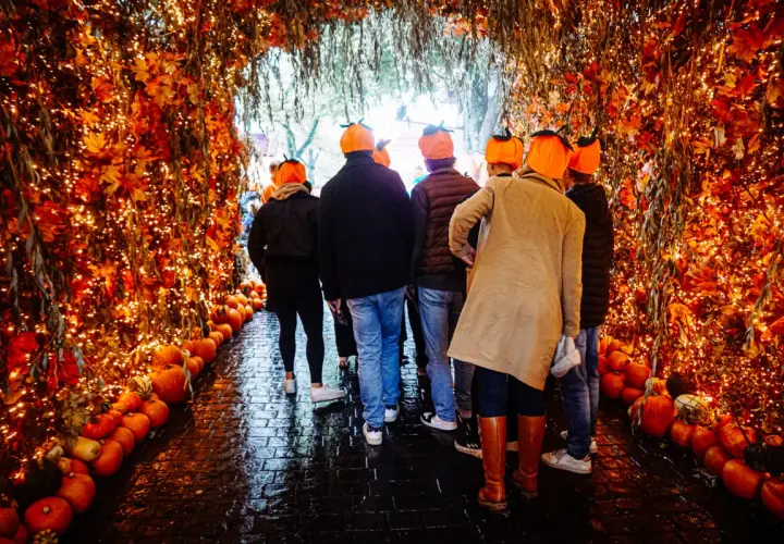 En grupp människor med pumphattar går genom en tunnel av höstlöv och ljusslingor, redo för stockholm halloween.