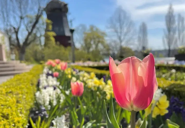 En rosa tulpan blommar i förgrunden vid Prins Eugens Waldemarsudde. I bakgrunden syns en väderkvarn och en vacker vårträdgård.