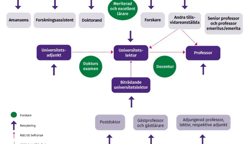 Flödesschema som visar vägen till att bli professor. Från doktorand via universitetslektor till professor.