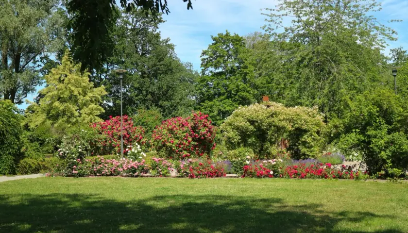 En vacker park med blomstrande rosor och grönskande träd. Perfekt för avkoppling och aktiviteter i Eskilstuna för vuxna.