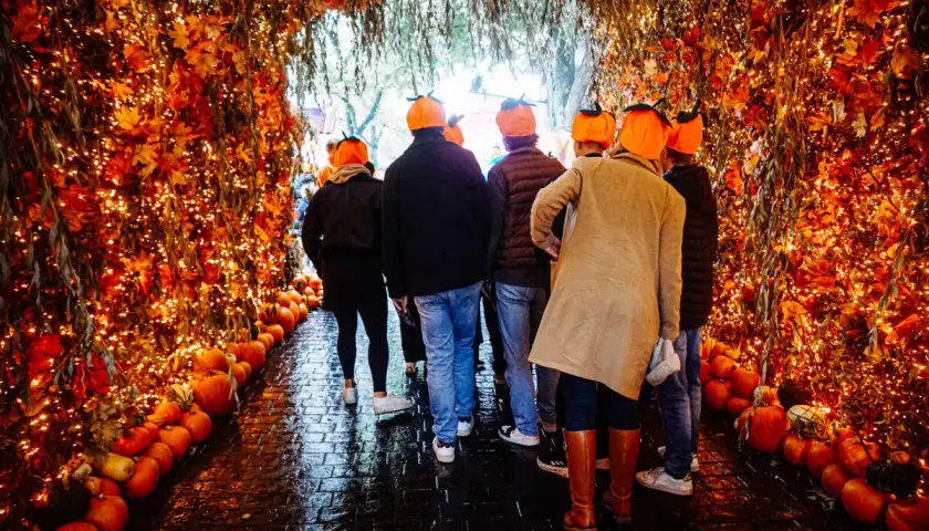 En grupp människor med pumphattar går genom en tunnel av höstlöv och ljusslingor, redo för stockholm halloween.