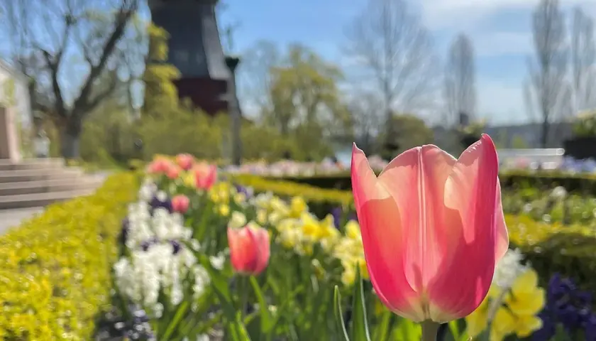 En rosa tulpan blommar i förgrunden vid Prins Eugens Waldemarsudde. I bakgrunden syns en väderkvarn och en vacker vårträdgård.