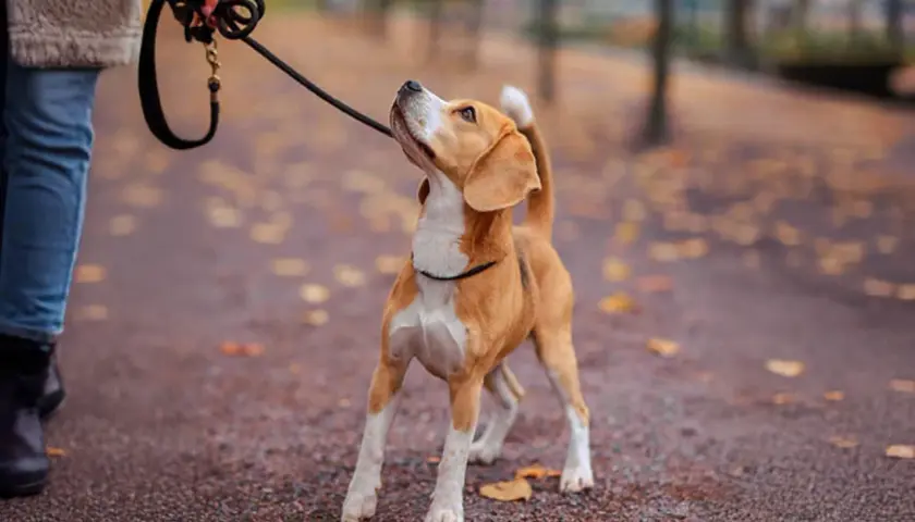 En person går med sin beagle i en park. Det är en dröm att få jobba med djur!