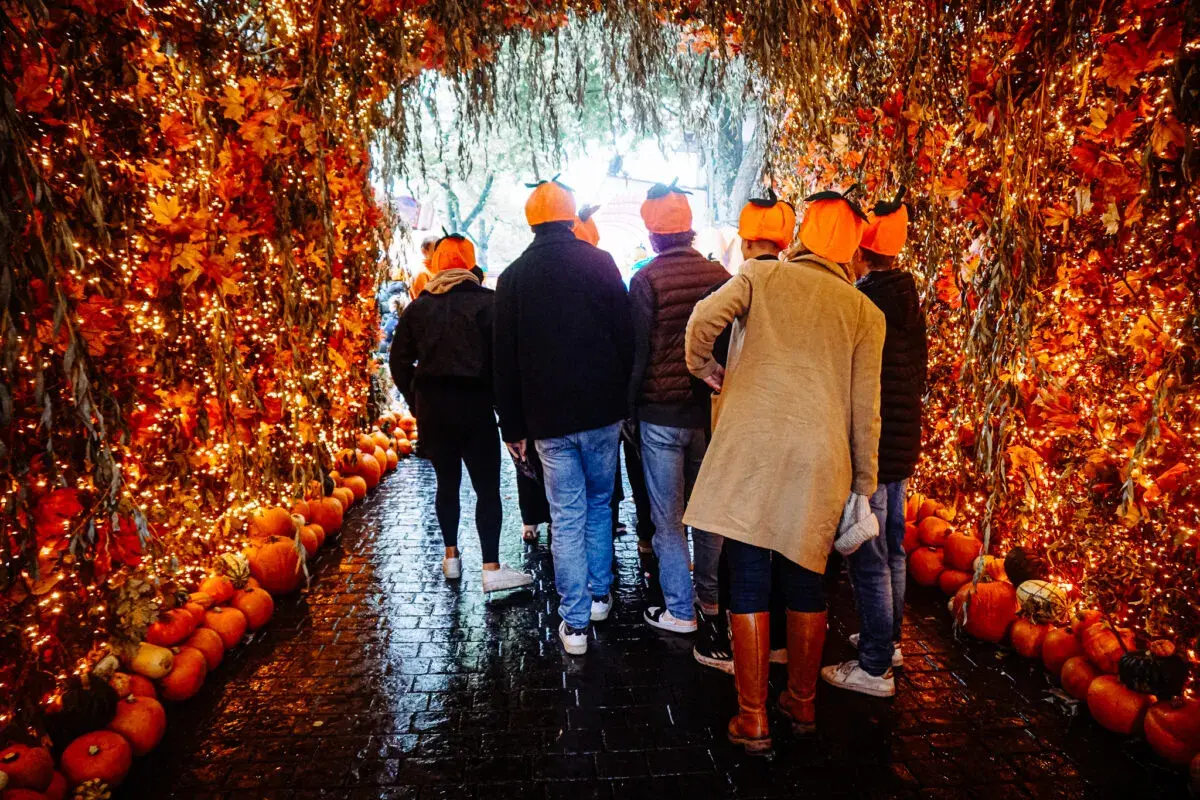 En grupp människor med pumphattar går genom en tunnel av höstlöv och ljusslingor, redo för stockholm halloween.