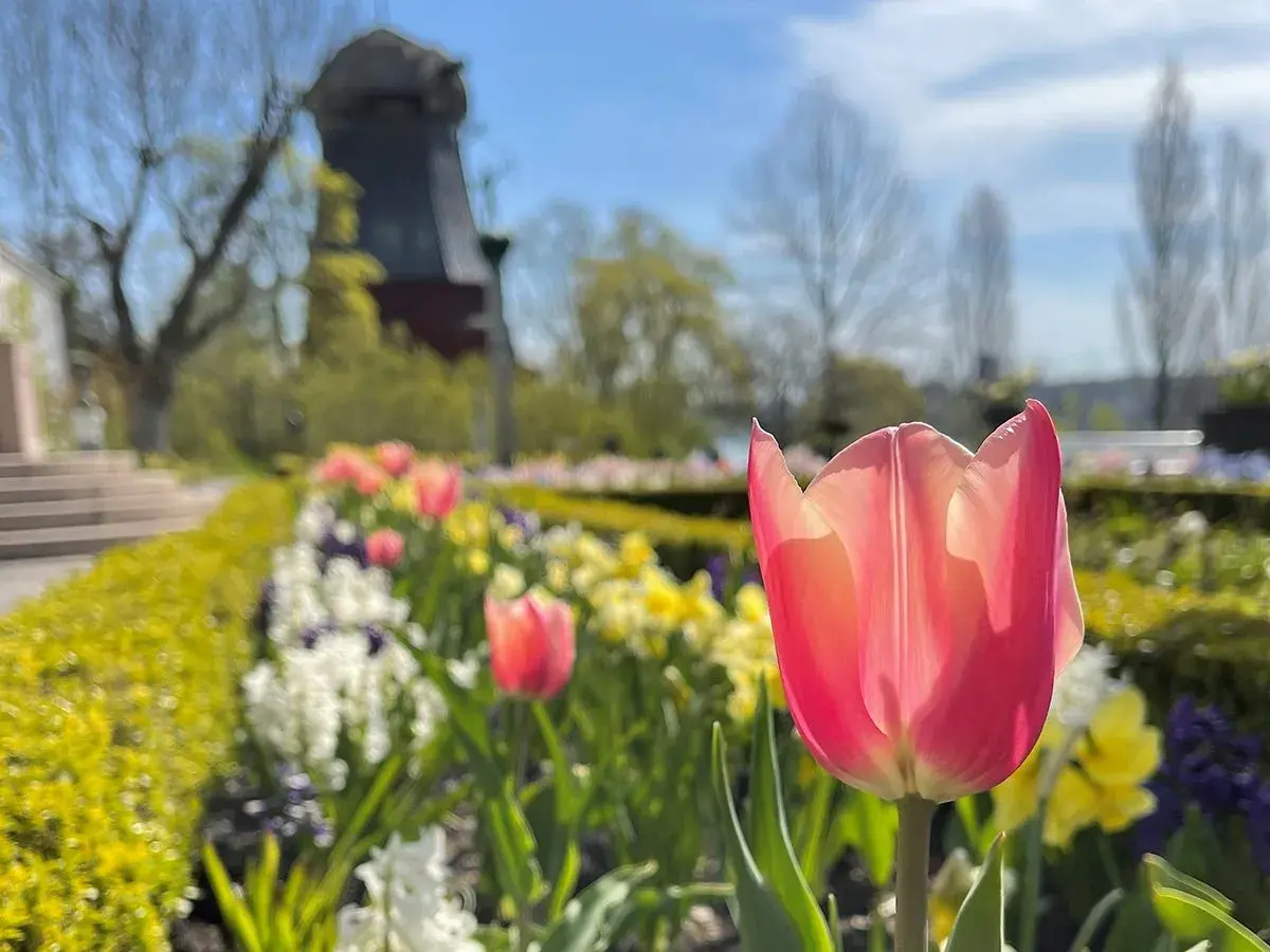 En rosa tulpan blommar i förgrunden vid Prins Eugens Waldemarsudde. I bakgrunden syns en väderkvarn och en vacker vårträdgård.