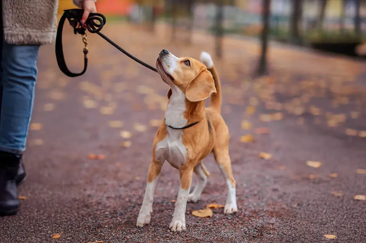 En person går med sin beagle i en park. Det är en dröm att få jobba med djur!