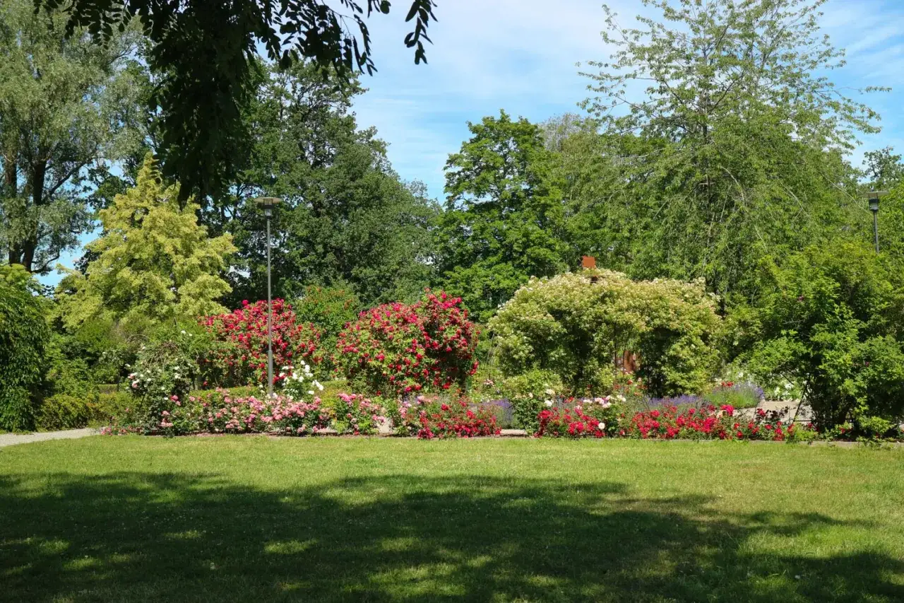 En blomstrande park med rosor i r&ouml;tt, rosa och vitt. Perfekt f&ouml;r lugna aktiviteter i Eskilstuna f&ouml;r vuxna.