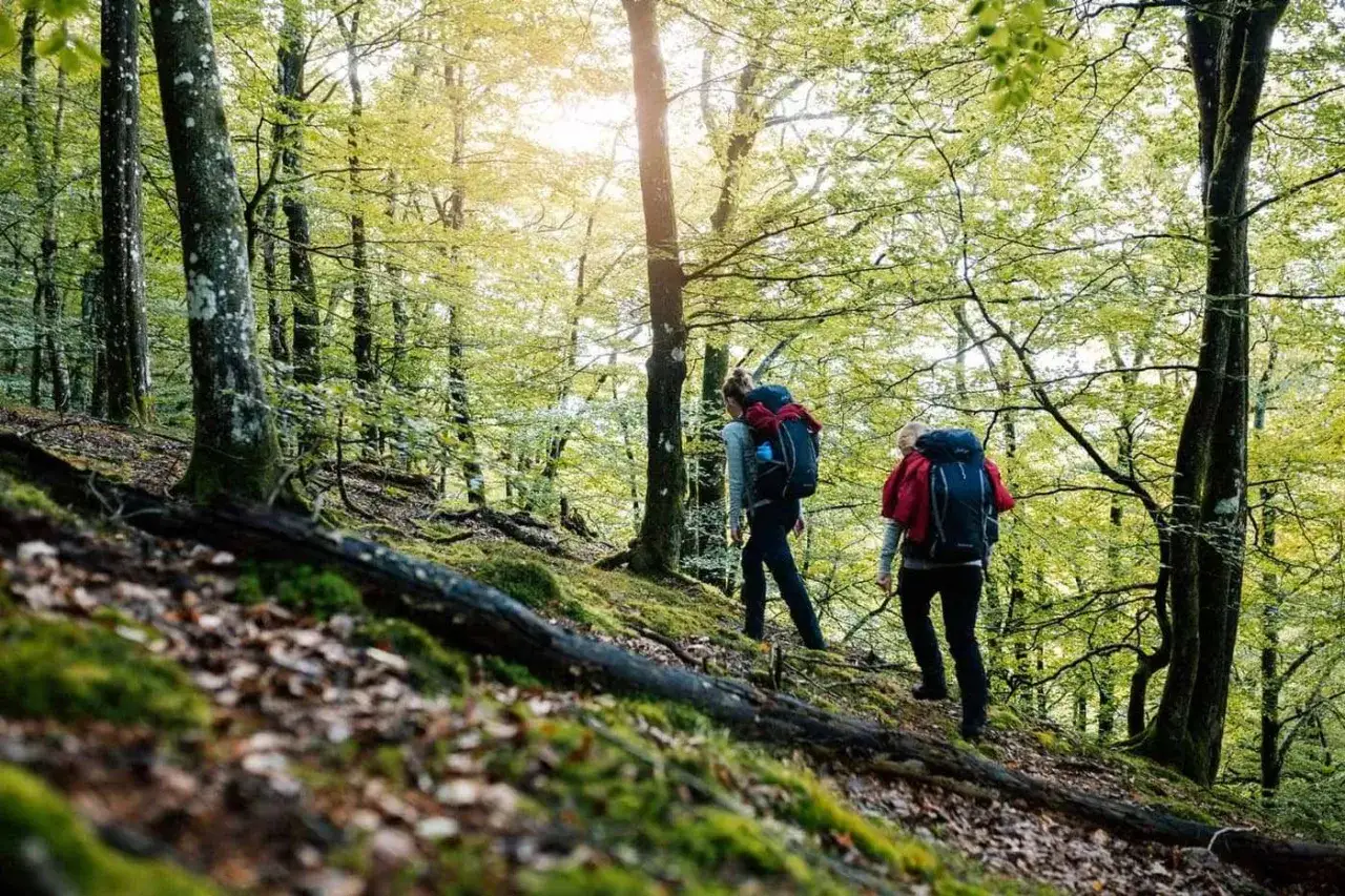 Två personer med ryggsäckar vandrar uppför en mossig skogsstig. Solen lyser genom träden. En härlig dag att vandra Upplandsleden.